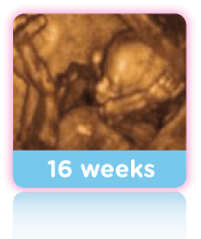 16 Week Baby Scan